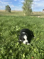 Mini Aussie Tri Girl 1, a female Miniature Australian Shepherd for sale in Carr, CO – 2 of 3