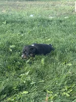TH Tri Boy 1, a female Australian Cattle Dog and Miniature Australian Shepherd for sale in Carr, CO – 3 of 3