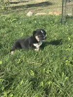 TH Tri Girl 2, a female Australian Cattle Dog and Miniature Australian Shepherd for sale in Carr, CO – 2 of 3