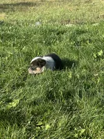 TH Tri Girl 3, a female Australian Cattle Dog and Miniature Australian Shepherd for sale in Carr, CO – 2 of 3