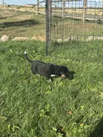 TH Tri Girl 2, a female Australian Cattle Dog and Miniature Australian Shepherd for sale in Carr, CO – 3 of 3