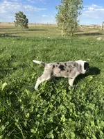 TH Merle Boy 1, a male Australian Cattle Dog and Miniature Australian Shepherd for sale in Carr, CO – 4 of 4