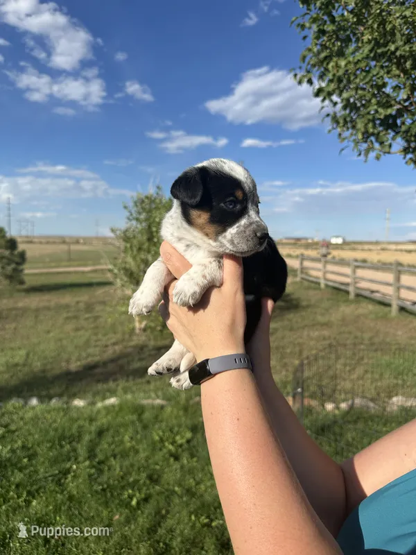 TH Tri Girl 1 – Australian Cattle Dog, Miniature Australian Shepherd puppy for sale in Carr, CO