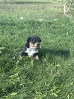 TH Tri Boy 1, a female Australian Cattle Dog and Miniature Australian Shepherd for sale in Carr, CO – 2 of 3