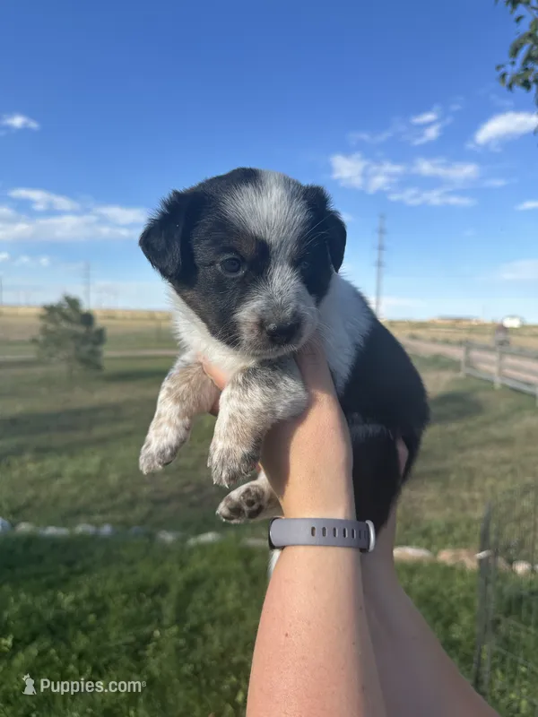 TH Tri Girl 4 – Australian Cattle Dog, Miniature Australian Shepherd puppy for sale in Carr, CO