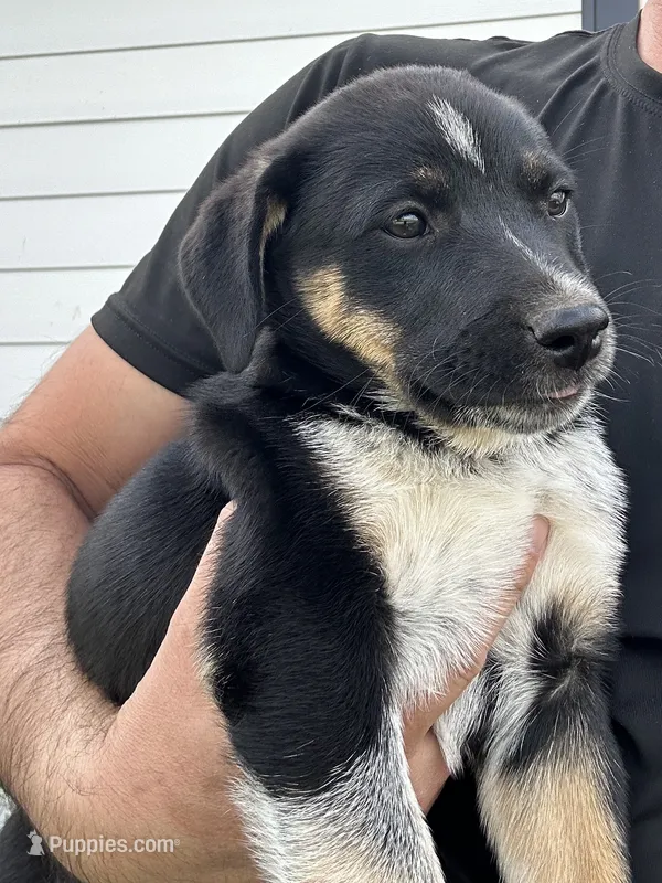 TH Tri Girl 2 – Australian Cattle Dog, Miniature Australian Shepherd puppy for sale in Carr, CO