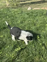 TH Tri Girl 1, a female Australian Cattle Dog and Miniature Australian Shepherd for sale in Carr, CO – 2 of 3