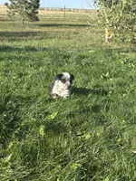 TH Tri Boy 2, a female Australian Cattle Dog and Miniature Australian Shepherd for sale in Carr, CO – 2 of 3