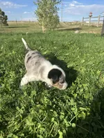 TH Merle Boy 1, a male Australian Cattle Dog and Miniature Australian Shepherd for sale in Carr, CO – 2 of 4