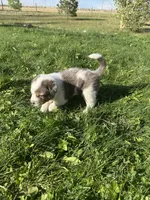 TH Merle Girl 1, a female Australian Cattle Dog and Miniature Australian Shepherd for sale in Carr, CO – 3 of 3