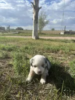 Mini Aussie Merle Girl 1, a female Miniature Australian Shepherd for sale in Carr, CO – 2 of 3