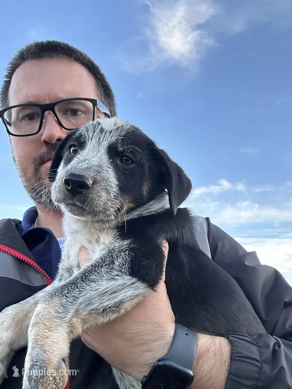 TH Tri Boy 2 – Australian Cattle Dog, Miniature Australian Shepherd puppy for sale in Carr, CO