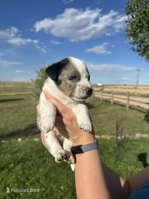 TH Merle Boy 1 – Australian Cattle Dog, Miniature Australian Shepherd puppy for sale in Carr, CO