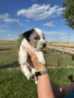 TH Merle Boy 1, a male Australian Cattle Dog and Miniature Australian Shepherd for sale in Carr, CO – 1 of 4