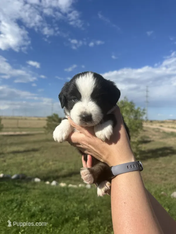 Mini Aussie Tri Boy 1 – Miniature Australian Shepherd puppy for sale in Carr, CO