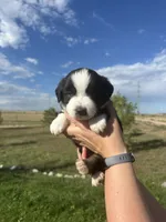 Mini Aussie Tri Boy 1, a male Miniature Australian Shepherd for sale in Carr, CO – 1 of 3