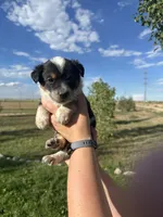 TH Tri Girl 3, a female Australian Cattle Dog and Miniature Australian Shepherd for sale in Carr, CO – 1 of 3