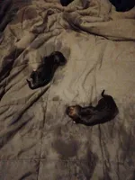 Lily, a female Labrador Retriever for sale in McDonough, GA – Photo 10 of 10