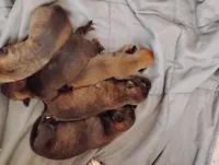 Lily, a female Labrador Retriever for sale in McDonough, GA – Photo 4 of 10