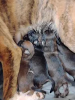 Lily, a female Labrador Retriever for sale in McDonough, GA – Photo 8 of 10