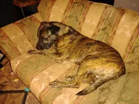 Lily, a female Labrador Retriever for sale in McDonough, GA – Photo 7 of 10