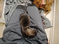 Lily, a female Labrador Retriever for sale in McDonough, GA – Photo 2 of 10