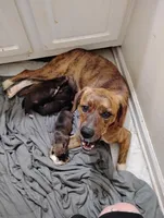 Lily, a female Labrador Retriever for sale in McDonough, GA – Photo 6 of 10