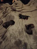 Lily, a female Labrador Retriever for sale in McDonough, GA – Photo 9 of 10