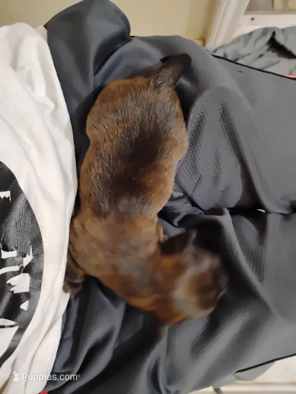 Lily – Labrador Retriever puppy for sale in McDonough, GA