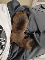 Lily, a female Labrador Retriever for sale in McDonough, GA – Photo 1 of 10