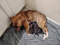 Lily, a female Labrador Retriever for sale in McDonough, GA – Photo 5 of 10