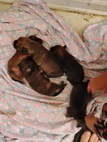 Lily, a female Labrador Retriever for sale in McDonough, GA – Photo 3 of 10