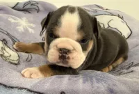 Bella, a female English Bulldog for sale in Manhattan, KS – 5 of 7