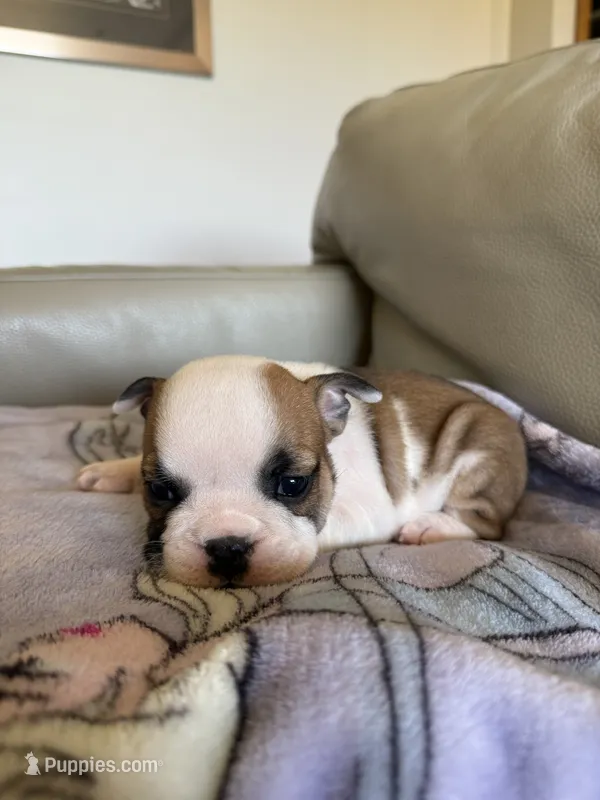 Maggie – English Bulldog puppy for sale in Manhattan, KS