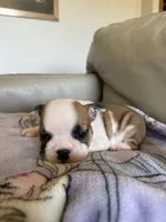 Maggie, a female English Bulldog for sale in Manhattan, KS – 1 of 6