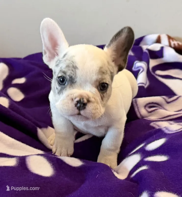 Jax – French Bulldog puppy for sale in Manhattan, KS