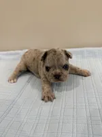 Gus, a male French Bulldog for sale in Manhattan, KS – 2 of 6