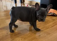 Poppy, a female French Bulldog for sale in Manhattan, KS – 8 of 10