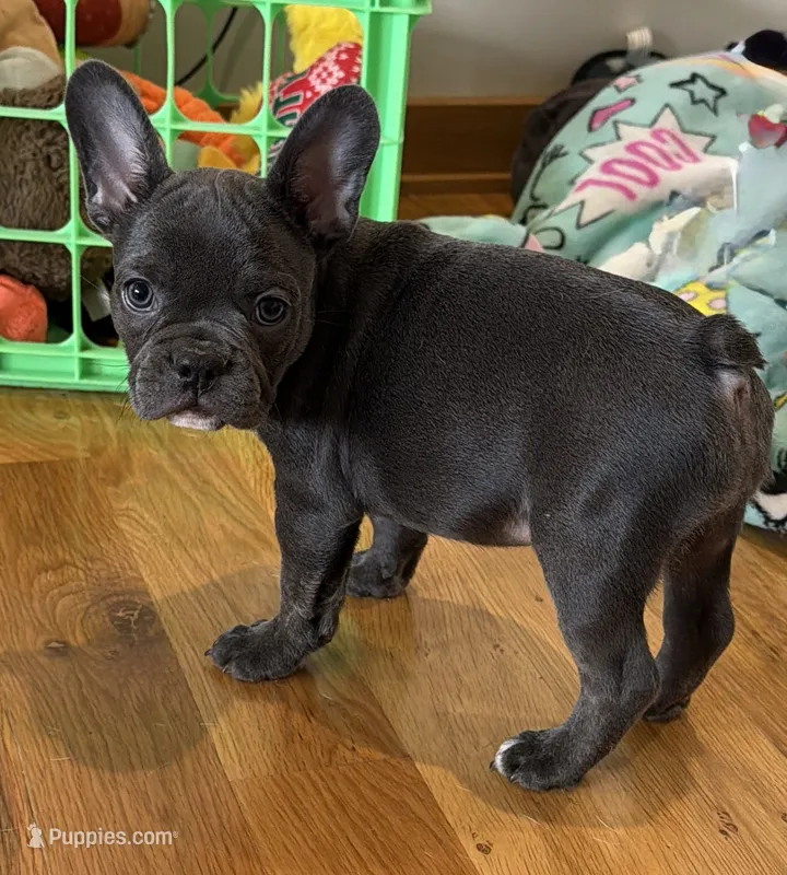 Poppy – French Bulldog puppy for sale in Manhattan, KS