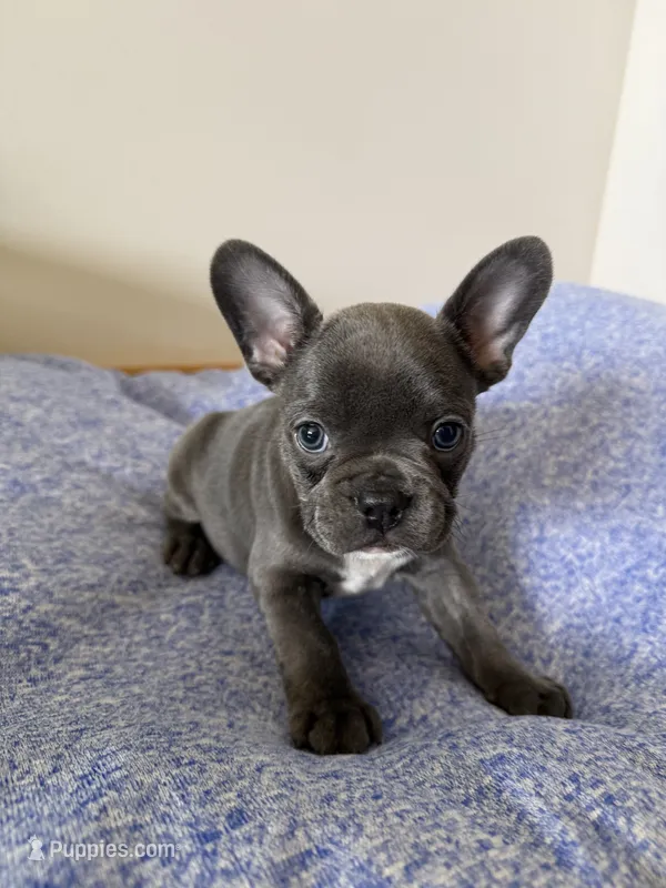 Poppy – French Bulldog puppy for sale in Manhattan, KS