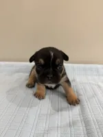 Duke, a male French Bulldog for sale in Manhattan, KS – 1 of 4
