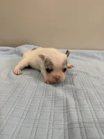 Jax, a male French Bulldog for sale in Manhattan, KS – 4 of 5