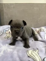 Millie, a female French Bulldog for sale in Manhattan, KS – 4 of 4