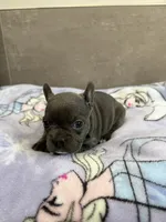 Poppy, a female French Bulldog for sale in Manhattan, KS – 2 of 4