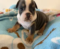 Leo, a male English Bulldog for sale in Manhattan, KS – 3 of 3