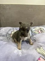 Coco, a female French Bulldog for sale in Manhattan, KS – 4 of 5