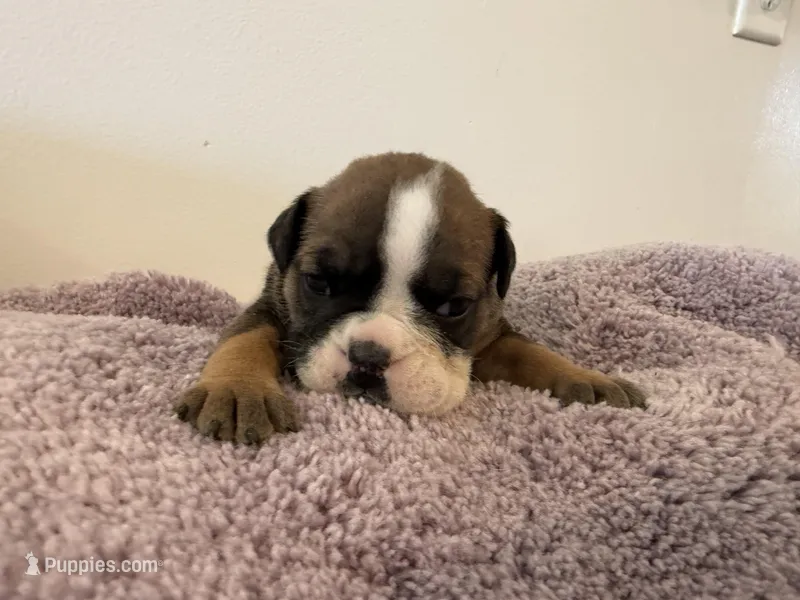 Felicia – English Bulldog puppy for sale in Manhattan, KS