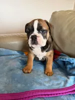 Felicia, a female English Bulldog for sale in Manhattan, KS – Photo 1 of 3