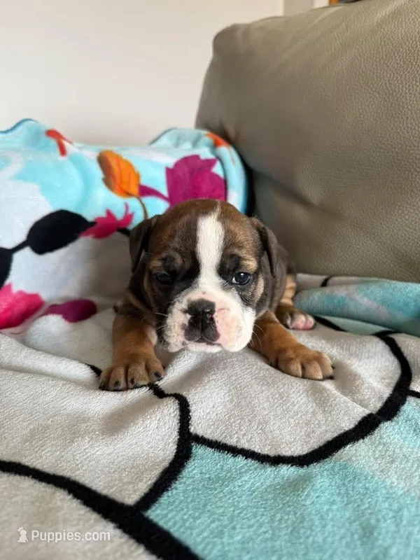 Felicia – English Bulldog puppy for sale in Manhattan, KS