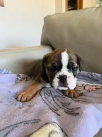 Felicia, a female English Bulldog for sale in Manhattan, KS – Photo 2 of 3